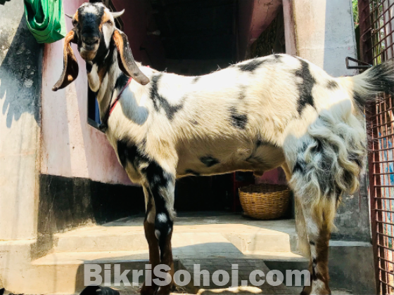 যমুনাপুরী ক্রস ছাগল